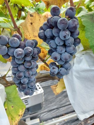 태일농산이정수님의 포도 · 자유게시판 작성글 사진