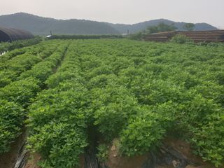 박명흠 님의 8월 내 작물 자랑하기·참여글 작성글 사진