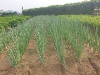 박명흠 님의 8월 내 작물 자랑하기 · 참여글 작성글 사진