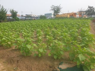 박명흠 님의 8월 내 작물 자랑하기 · 참여글 작성글 사진