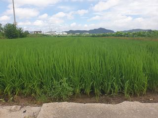 박명흠 님의 8월 내 작물 자랑하기 · 참여글 작성글 사진