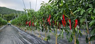 향적농원(정은상)님의 고추 · 수확 작성글 사진