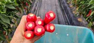 향적농원(정은상)님의 고추 · 수확 작성글 사진