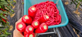 향적농원(정은상)님의 고추 · 수확 작성글 사진