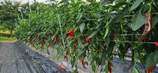 향적농원(정은상)님의 고추 · 수확 작성글 사진