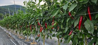 향적농원(정은상)님의 고추 · 수확 작성글 사진