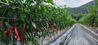 향적농원(정은상)님의 고추 · 수확 작성글 사진