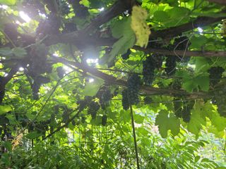 이화수님의 포도 · 병해충상담 작성글 사진