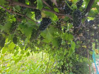 이화수님의 포도 · 병해충상담 작성글 사진