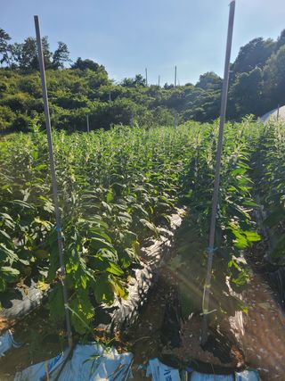 정영진님의 참깨 · 영농일지 작성글 사진