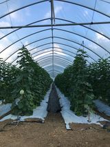 팜모닝 8월 내 작물 자랑하기·참여글 게시글 이미지