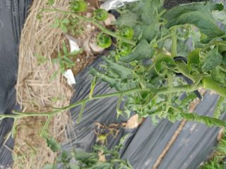 정한채님의 토마토 · 병해충상담 작성글 사진