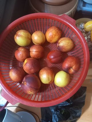 땅땅님의 기타작물 · 병해충상담 작성글 사진