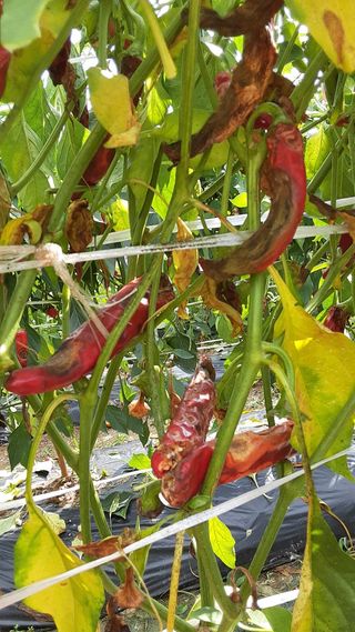 아리랑님의 고추 · 영농일지 작성글 사진