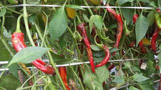 아리랑님의 고추 · 영농일지 작성글 사진