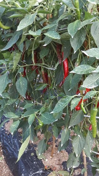 아리랑님의 고추 · 영농일지 작성글 사진