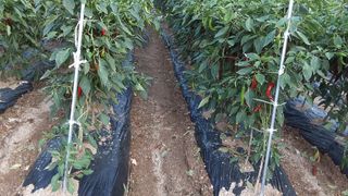 아리랑님의 고추 · 영농일지 작성글 사진