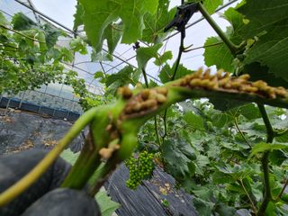 너구리1972님의 포도 · 병해충상담 작성글 사진