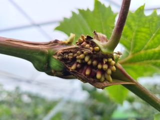 너구리1972님의 포도 · 병해충상담 작성글 사진