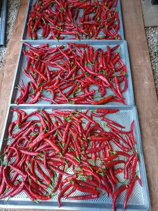 류 현주님의 8월 내 작물 자랑하기 · 참여글 작성글 사진