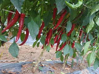 류 현주님의 8월 내 작물 자랑하기 · 참여글 작성글 사진