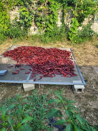 찬균park님의 고추 · 수확 작성글 사진