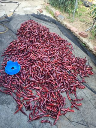 찬균park님의 고추 · 수확 작성글 사진