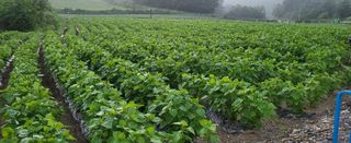 별사탕님의 8월 내 작물 자랑하기 · 참여글 작성글 사진