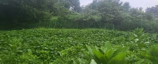 별사탕님의 8월 내 작물 자랑하기 · 참여글 작성글 사진