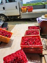 팜모닝 콩·영농일지 게시글 이미지