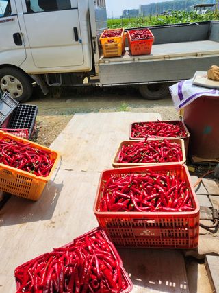 파더곰님의 콩 · 영농일지 작성글 사진