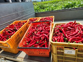 파더곰님의 콩 · 영농일지 작성글 사진