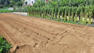 양파9893님의 고구마 · 영농일지 작성글 사진