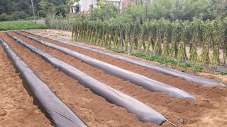 양파9893님의 고구마 · 영농일지 작성글 사진