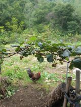 팜모닝 포도·자유게시판 게시글 이미지