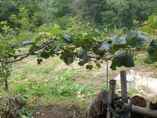 와룡농장님의 포도 · 자유게시판 작성글 사진