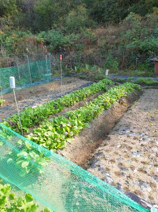 와룡농장님의 포도 · 자유게시판 작성글 사진