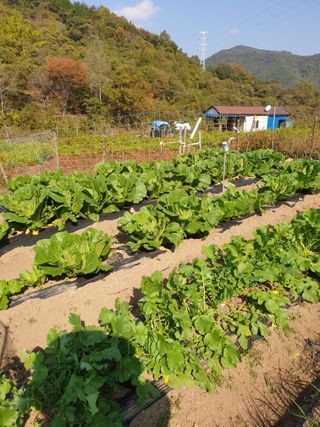 와룡농장님의 포도 · 자유게시판 작성글 사진