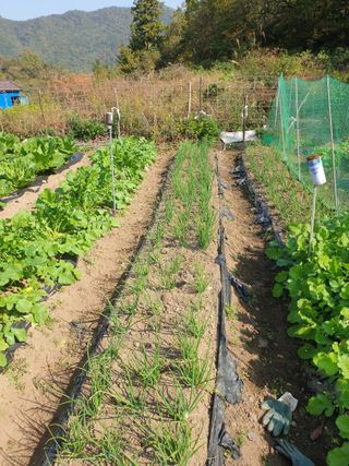 와룡농장님의 포도 · 자유게시판 작성글 사진