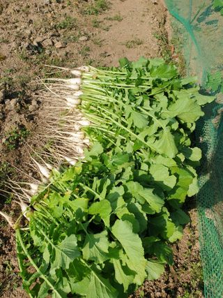 와룡농장님의 포도 · 자유게시판 작성글 사진