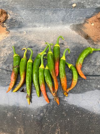 감마님의 고추 · 병해충상담 작성글 사진