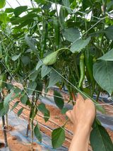 팜모닝 고추·병해충상담 게시글 이미지