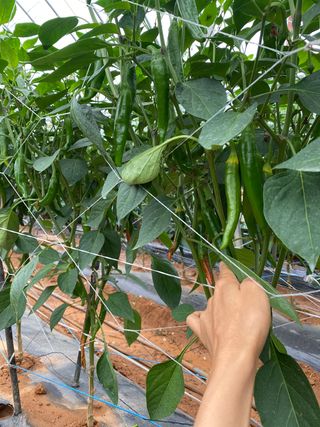 감마님의 고추 · 병해충상담 작성글 사진