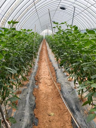 감마님의 고추 · 병해충상담 작성글 사진