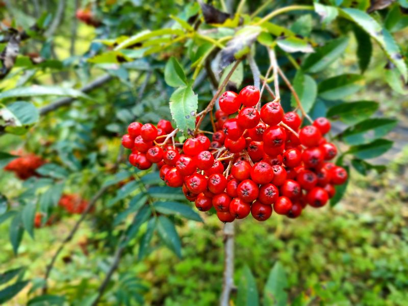 장터 상품 [마가목열매 250g(건)] 썸네일