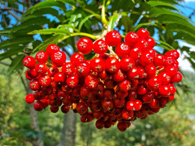 김영희님의 장터 판매 상품 [마가목열매 250g(건)] 첨부 사진