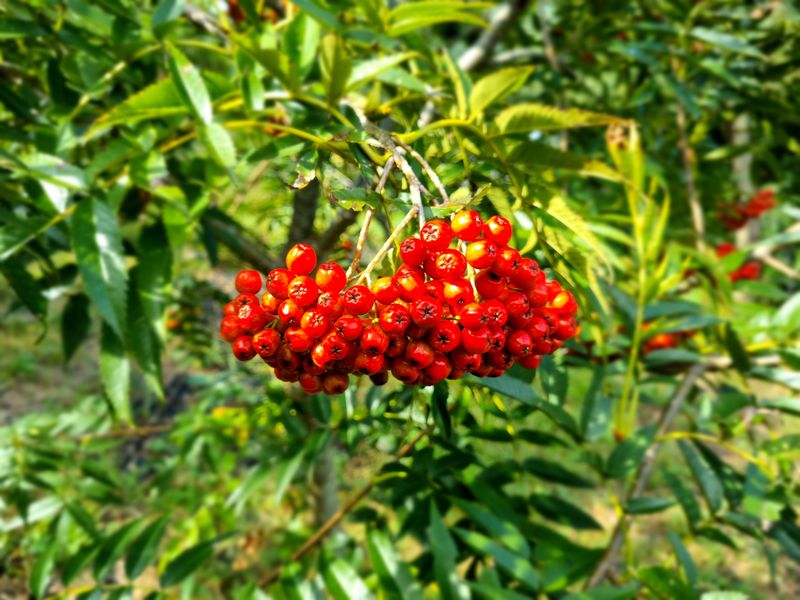 김영희님의 장터 판매 상품 [마가목열매 250g(건)] 첨부 사진