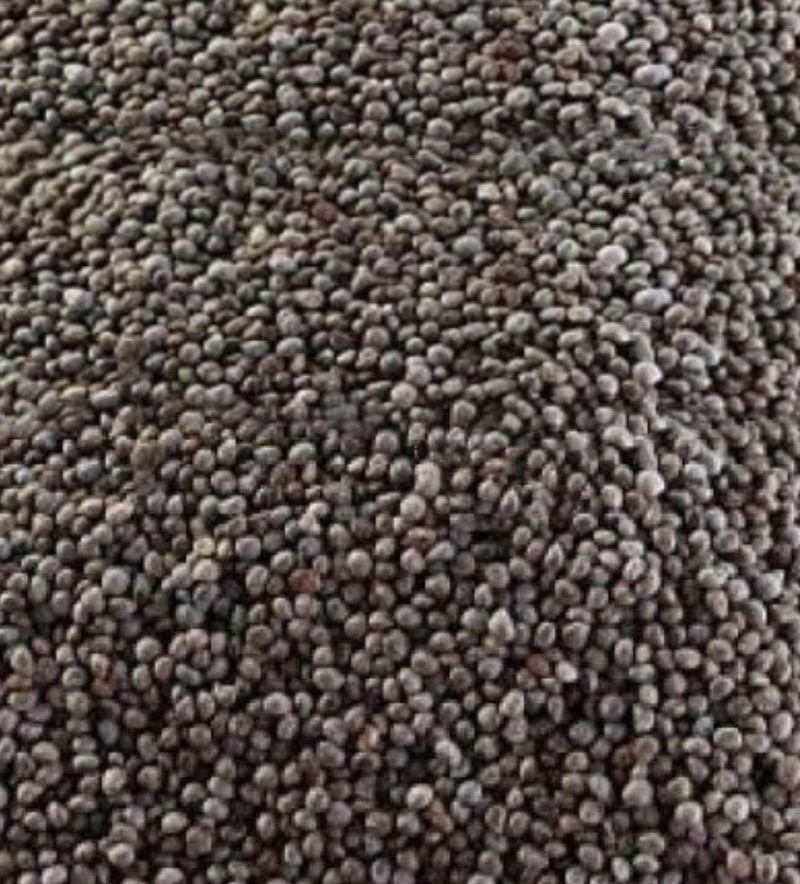 김영희님의 장터 판매 상품 [마가목열매 250g(건)] 첨부 사진