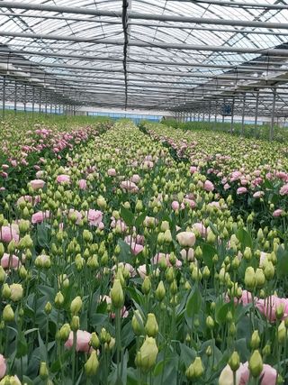 김해농부허외순님의 우리동네 · 동네정보 작성글 사진