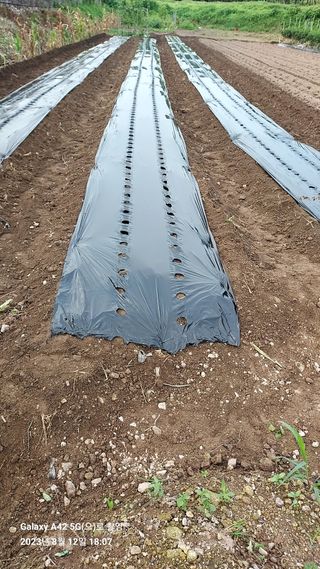 오남현님의 배추 · 토양준비 작성글 사진